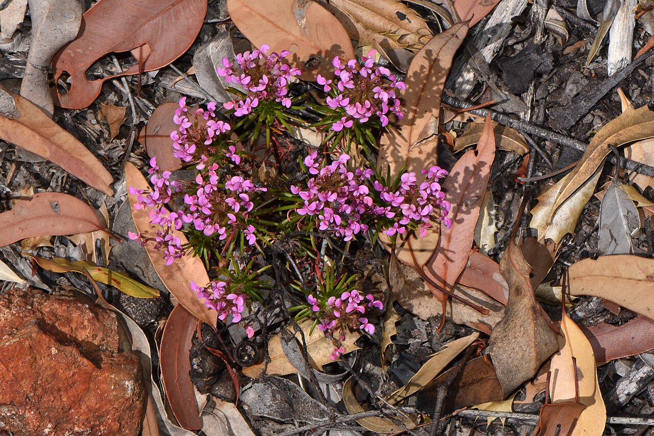 Stylidium lateriticola: Stylidium lateriticola What a mass of brilliant colours these lollypop pink flowers make as they flower in full sun. They can grow to 0.4m tall and grow in late