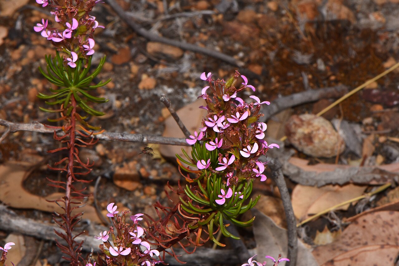 Stylidium lateriticola: Stylidium lateriticola What a mass of brilliant colours these lollypop pink flowers make as they flower in full sun. They can grow to 0.4m tall and grow in late