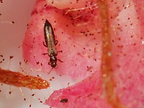 Stylidium leptocalyx: This time of the year the tiny thrips appear on plants. This thrip was on a Stylidium leptocalyx flower and got caught by one of the glandular hairs on the shou