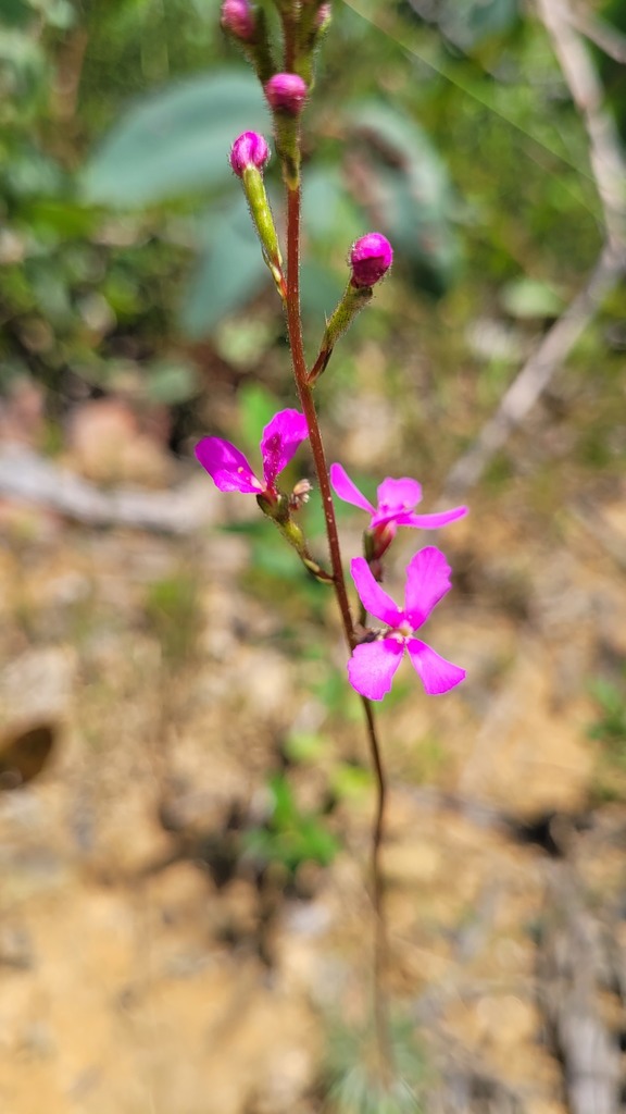 Stylidium lineare (Stylidium lineare)