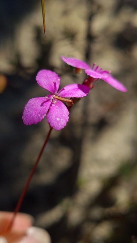 Stylidium lineare (Stylidium lineare)