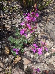 Stylidium lineare (Stylidium lineare)