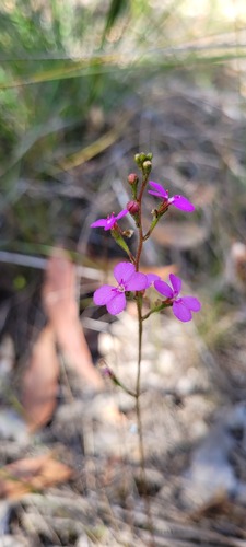 Stylidium lineare (Stylidium lineare)