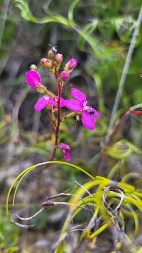 Stylidium lineare (Stylidium lineare)