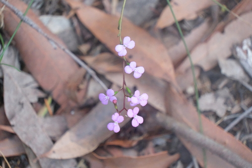 Stylidium lineare (Stylidium lineare)