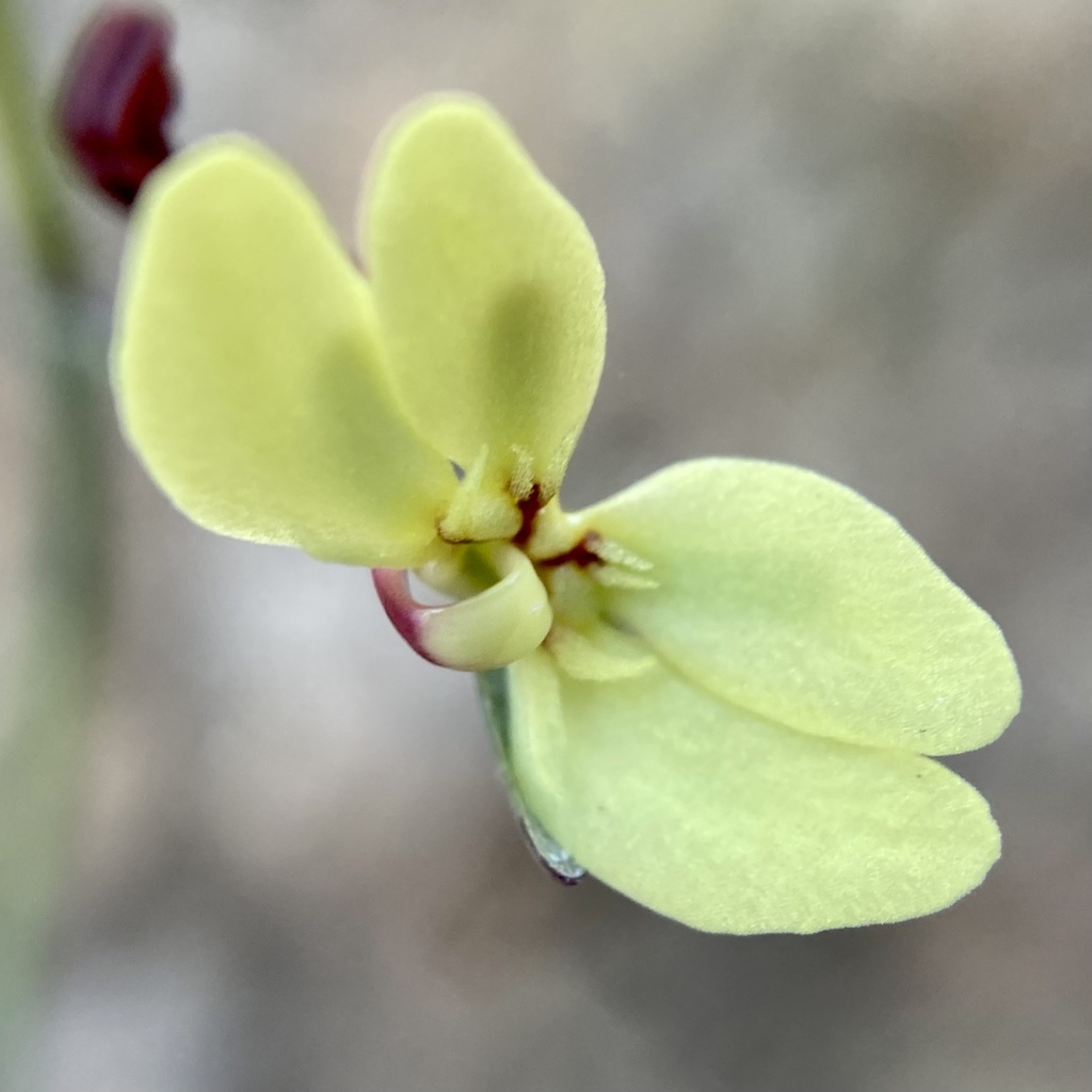 Stylidium lineatum (Stylidium lineatum)