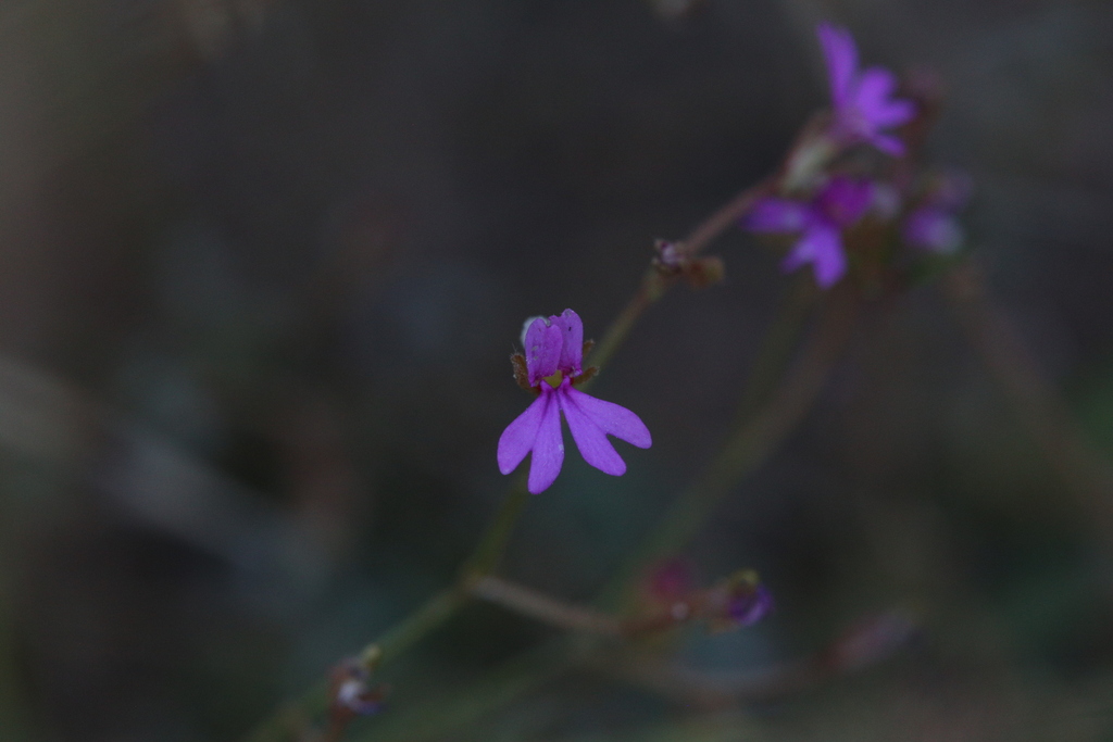 Stylidium lobuliflorum (Stylidium lobuliflorum)