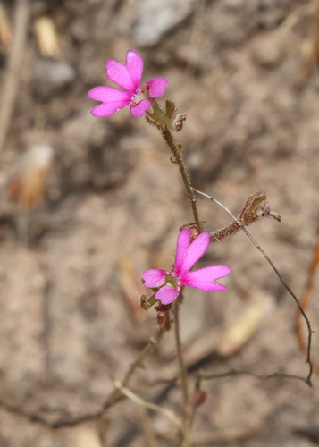 Stylidium lobuliflorum (Stylidium lobuliflorum)