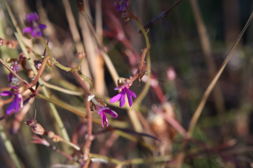 Stylidium lobuliflorum (Stylidium lobuliflorum)