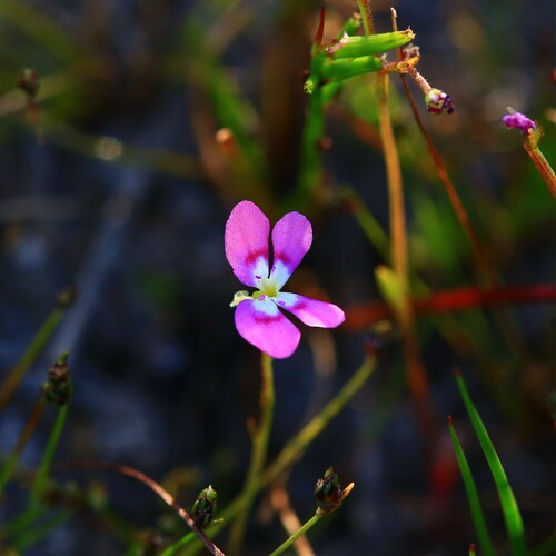 Jumping jacks (Stylidium longitubum)