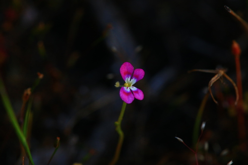Jumping jacks (Stylidium longitubum)