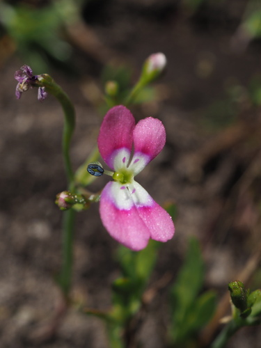 Jumping jacks (Stylidium longitubum)