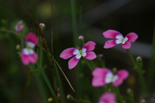 Jumping jacks (Stylidium longitubum)