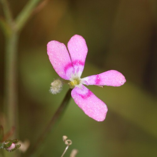 Jumping jacks (Stylidium longitubum)