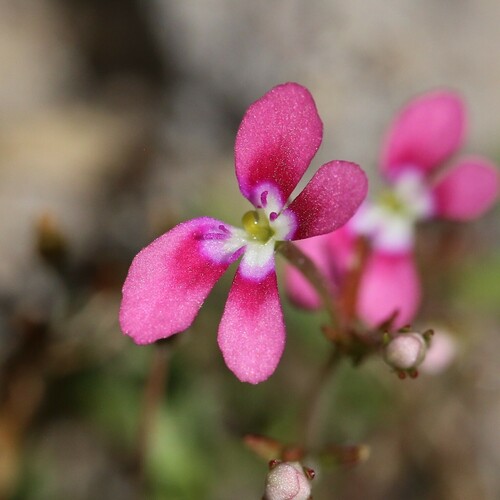 Jumping jacks (Stylidium longitubum)