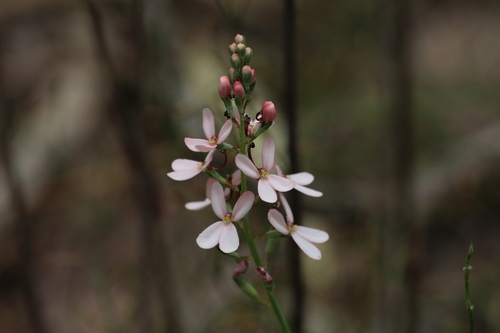 Stylidium lowrieanum (Stylidium lowrieanum)