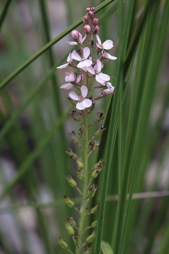 Stylidium lowrieanum (Stylidium lowrieanum)