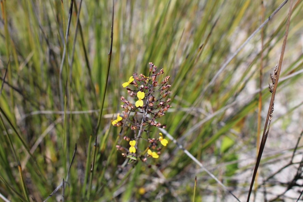 Stylidium luteum (Stylidium luteum)