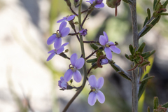 Stylidium maitlandianum (Stylidium maitlandianum)