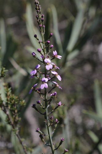 Stylidium maitlandianum (Stylidium maitlandianum)