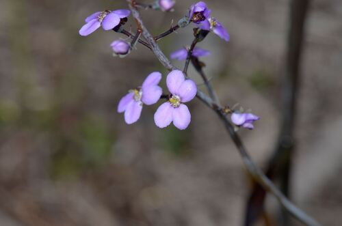 Stylidium maitlandianum (Stylidium maitlandianum)