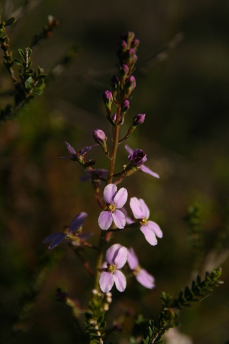 Stylidium maitlandianum (Stylidium maitlandianum)
