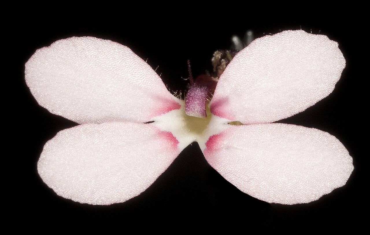 Stylidium marradongense: JA Wege 707 Western Australian Herbarium