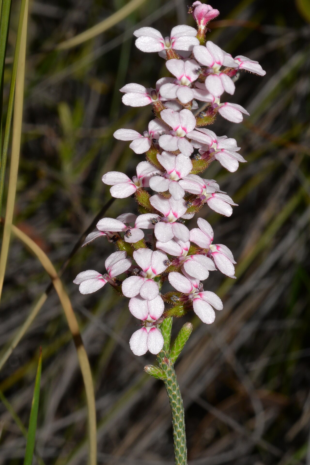 Stylidium marradongense: An interesting trigger plant growing in the shrubs among the Jarrah trees. One of the main identifying features of this plant are that the leaves on the stem ar