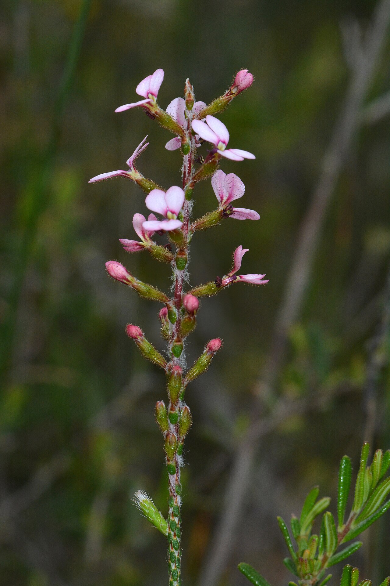 Stylidium marradongense: An interesting trigger plant growing in the shrubs among the Jarrah trees. One of the main identifying features of this plant are that the leaves on the stem ar