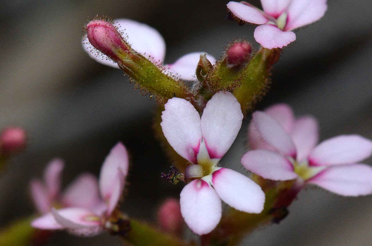 Stylidium marradongense: An interesting trigger plant growing in the shrubs among the Jarrah trees. P3 Photo: Jean