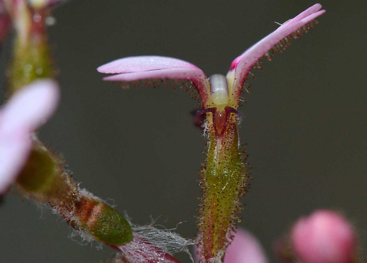 Stylidium marradongense: An interesting trigger plant growing in the shrubs among the Jarrah trees. One of the main identifying features of this plant are that the leaves on the stem ar