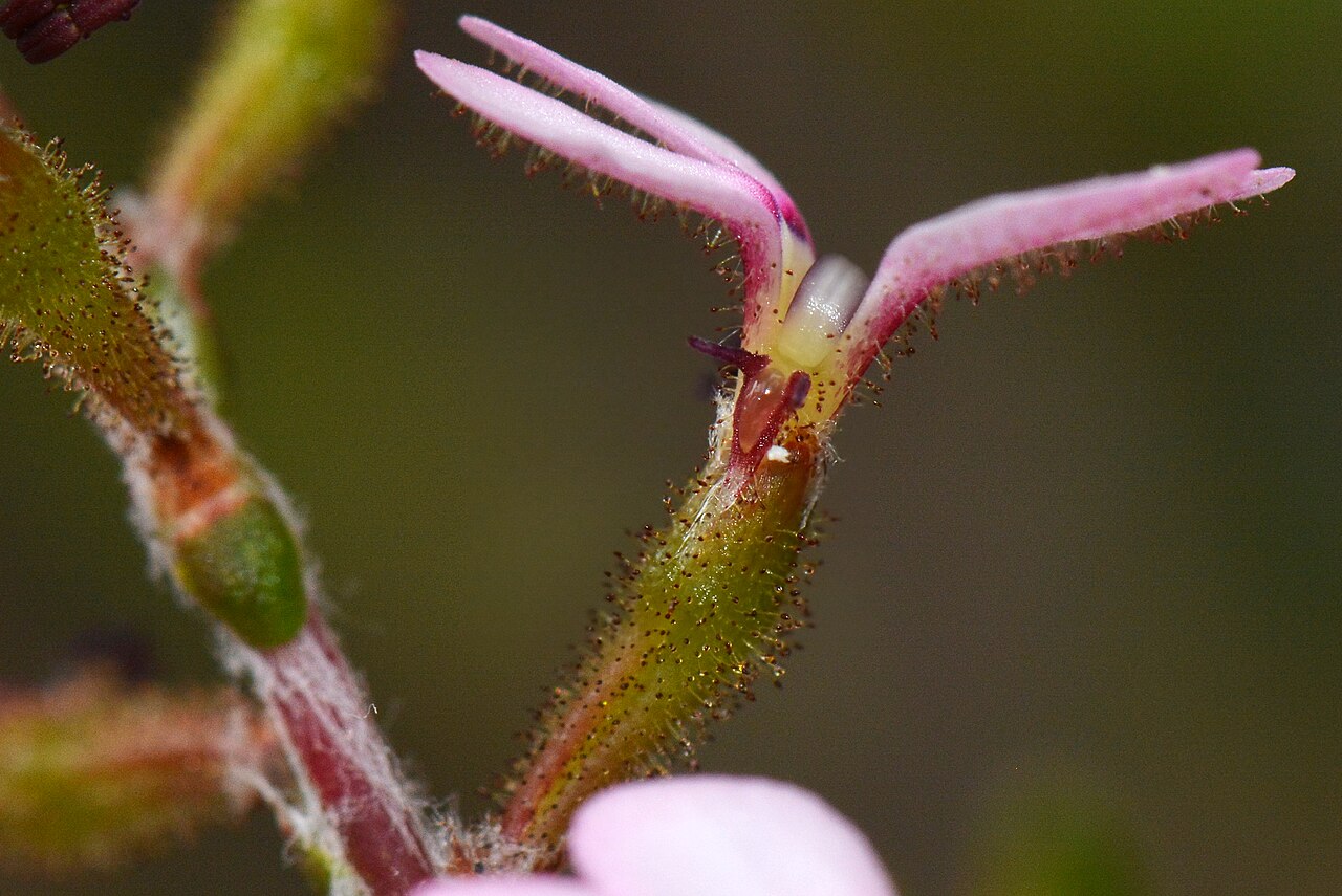 Stylidium marradongense: An interesting trigger plant growing in the shrubs among the Jarrah trees. One of the main identifying features of this plant are that the leaves on the stem ar