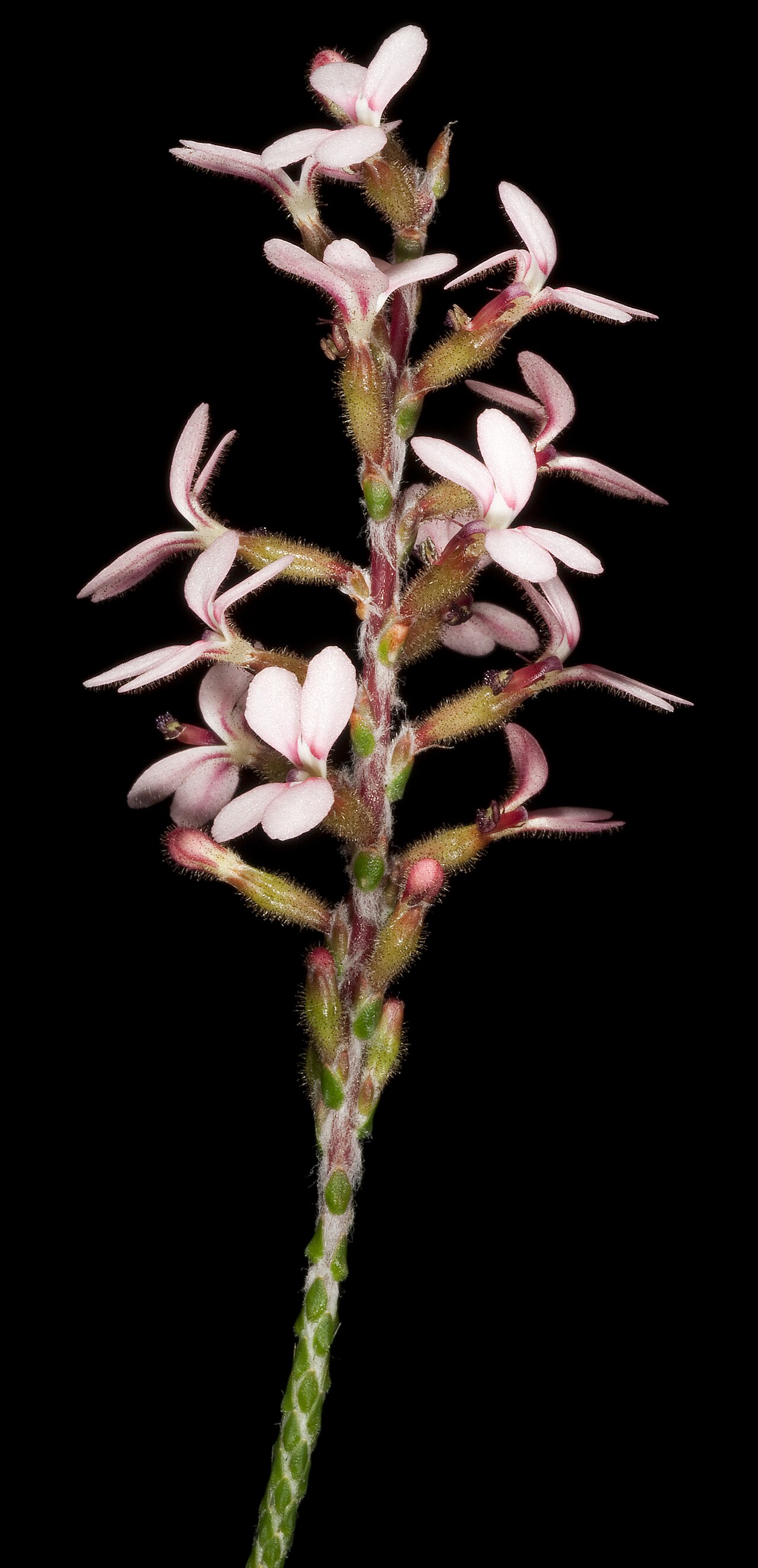 Stylidium marradongense: JA Wege 707 Western Australian Herbarium