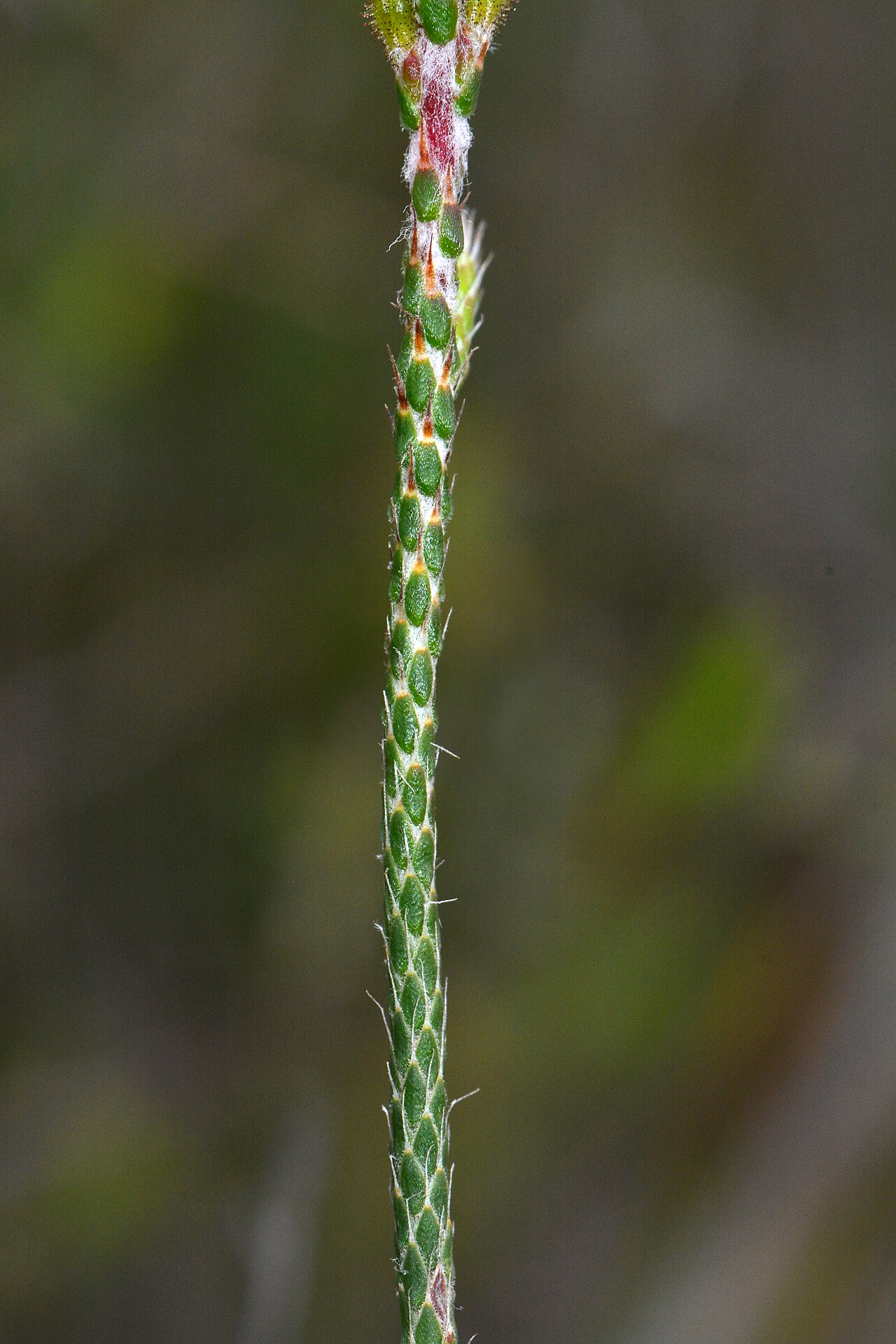 Stylidium marradongense: An interesting trigger plant growing in the shrubs among the Jarrah trees. One of the main identifying features of this plant are that the leaves on the stem ar