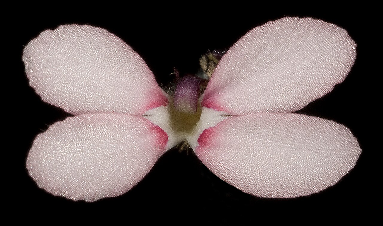 Stylidium marradongense: JA Wege 707 Western Australian Herbarium