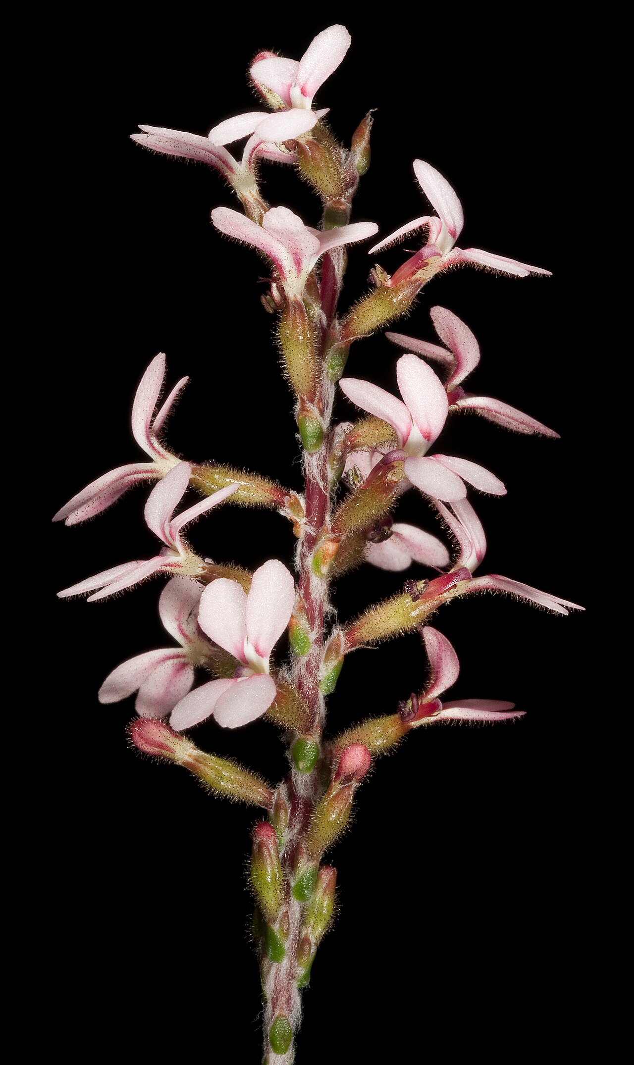 Stylidium marradongense: JA Wege 707 Western Australian Herbarium