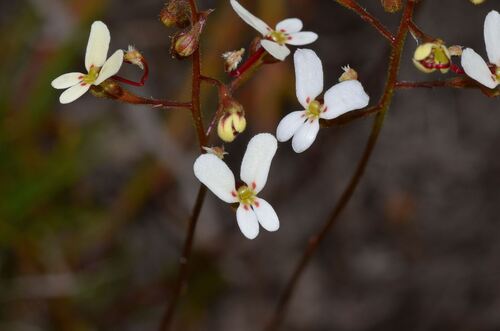 Stylidium miniatum (Stylidium miniatum)