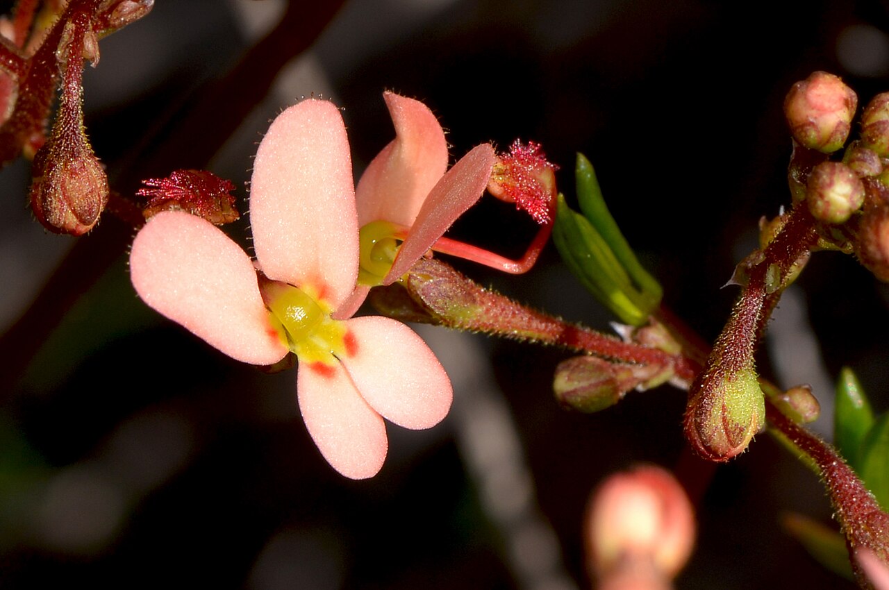 Stylidium miniatum: Flowers can vary from white-pink-yellow growing upto 0.4m tall. The plant has a rosette of leaves at the base. More information about Stylidum here: www.flickr.