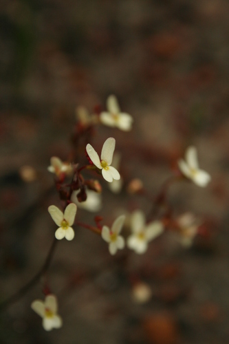 Stylidium miniatum (Stylidium miniatum)