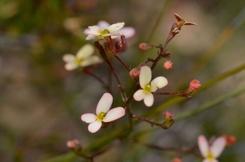 Stylidium miniatum (Stylidium miniatum)