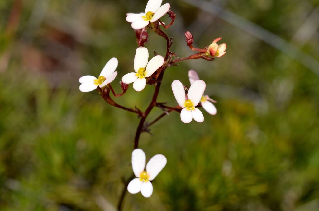 Stylidium miniatum (Stylidium miniatum)