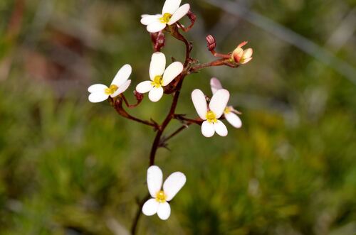 Stylidium miniatum (Stylidium miniatum)