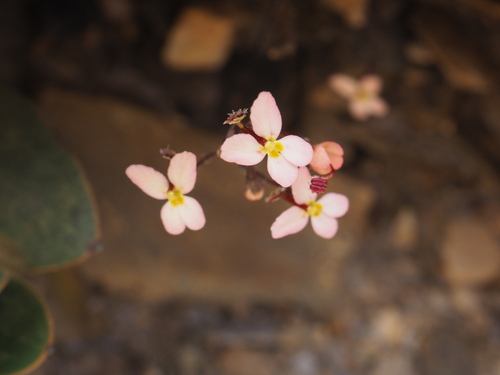 Stylidium monticola (Stylidium monticola)