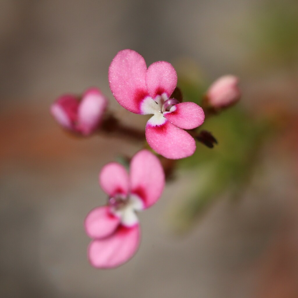 Stylidium neglectum (Stylidium neglectum)