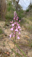 Stylidium neurophyllum (Stylidium neurophyllum)