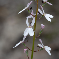 Stylidium neurophyllum (Stylidium neurophyllum)