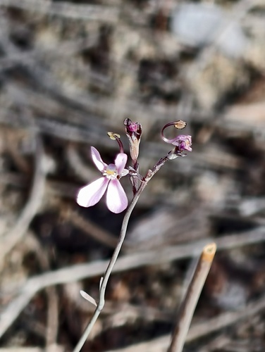 Stylidium neurophyllum (Stylidium neurophyllum)