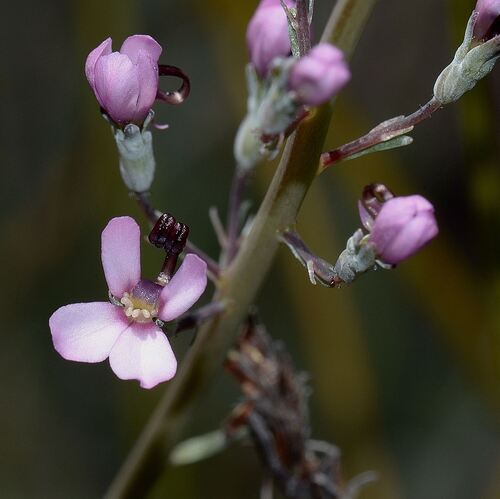 Stylidium neurophyllum (Stylidium neurophyllum)