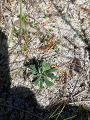 Stylidium neurophyllum (Stylidium neurophyllum)