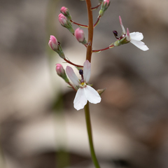 Stylidium neurophyllum (Stylidium neurophyllum)